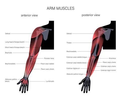 Muscular system arms Stock Illustration