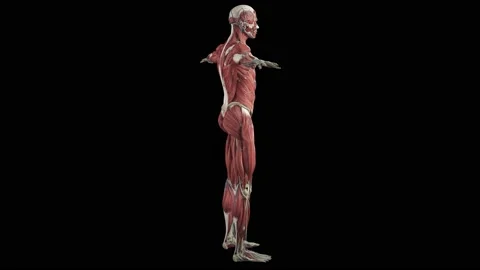 Muscular System complete animation, camera rotation showing all the muscles Stock Footage 183117879