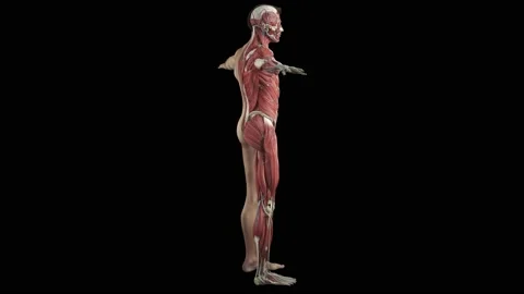 Muscular System complete animation, camera rotation showing all the muscles Stock Footage 183118210