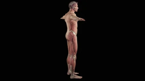 Muscular System complete animation, camera rotation showing all the muscles Stock Footage 183122097