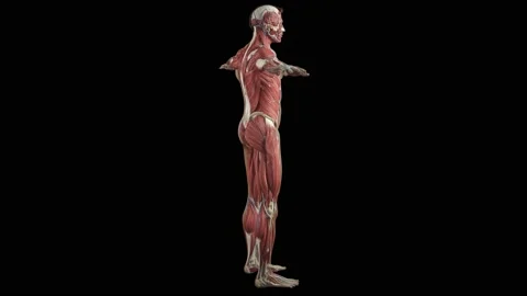 Muscular System complete animation, camera rotation showing all the muscles Stock Footage 183133734