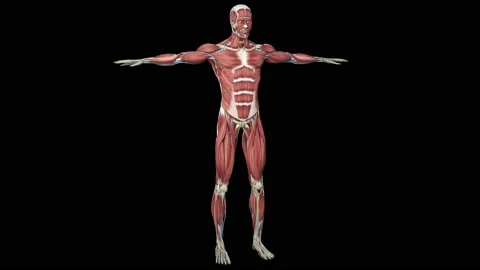 Muscular System complete animation, camera rotation showing all the muscles Stock Footage 183140617