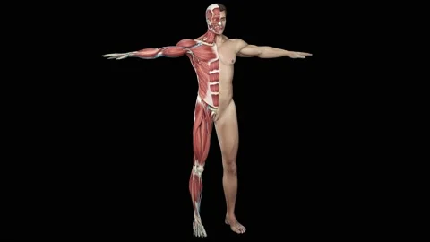 Muscular System complete animation, camera rotation showing all the muscles Stock Footage 183142066