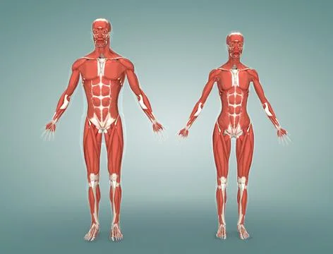 The muscular system is composed of specialized cells called muscle fibers. Stock Illustration