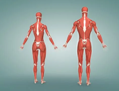 The muscular system is composed of specialized cells called muscle fibers. Stock Illustration