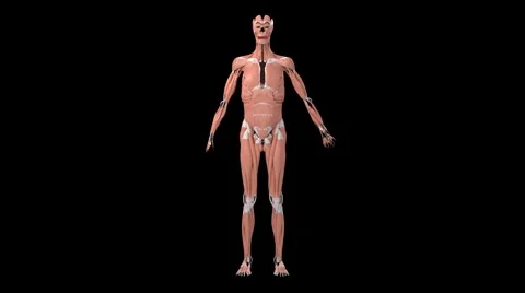Muscular system Stock Footage 4878056