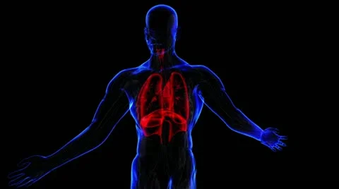 Muscular system Stock-Footage 21893565