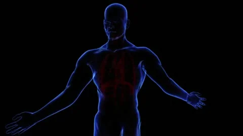 Muscular system Stock-Footage 21893569