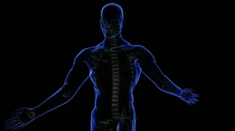 Muscular system Stock-Footage 21893577