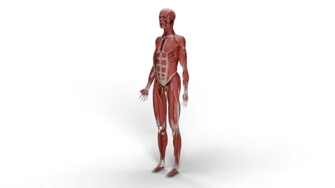 Muscular System Stock Footage 289390154