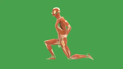 Muscular System: Hip Flexor Stretch Exercise (Side View, Chroma) Stock Footage 338240132