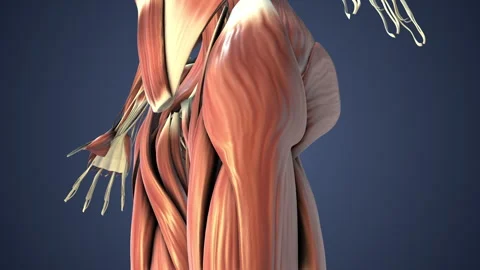 Muscular system in human body Stock Footage 277595365