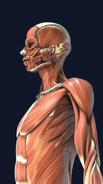 Muscular system in human body 스톡 일러스트