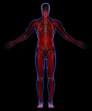 Muscular system Stock Illustration