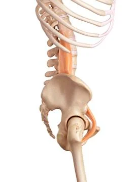 Muscular system Stock Illustration