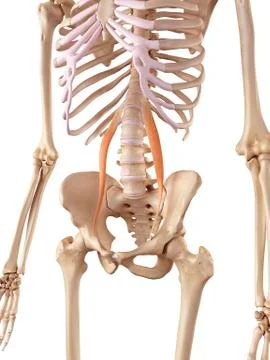 Muscular system Stock Illustration