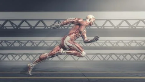 Muscular system Illustrazione stock