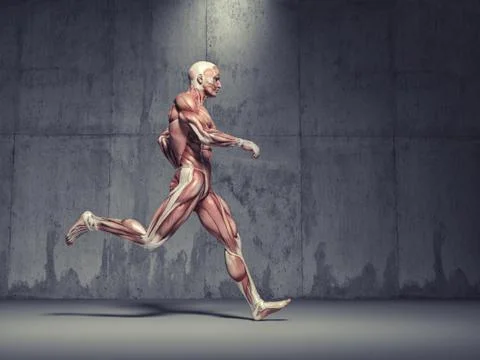 The muscular system Stock Illustration