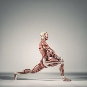 The muscular system Stock Illustration