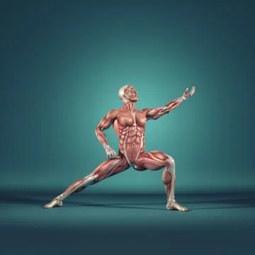 The muscular system Stock Illustration