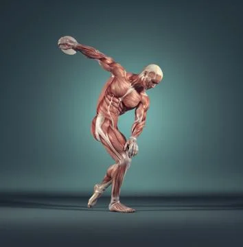 The muscular system Illustrazione stock