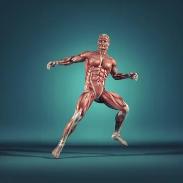 The muscular system Stock Illustration