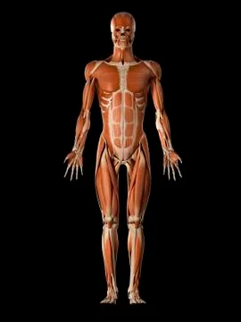 Muscular system, illustration Stock Illustration