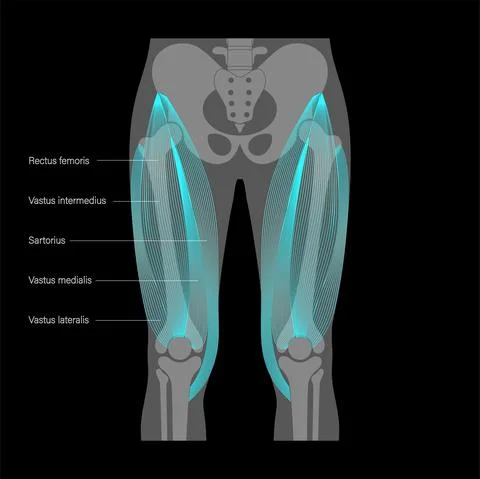 Muscular system legs Stock Illustration