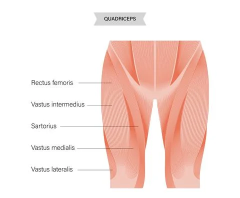 Muscular system legs Stock Illustration