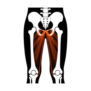 Muscular system legs Illustrazione stock