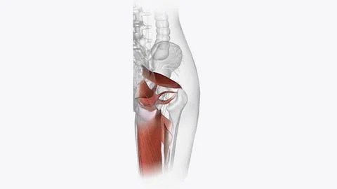 The muscular system is an organ system consisting of skeletal, smooth, and .. Stock Illustration