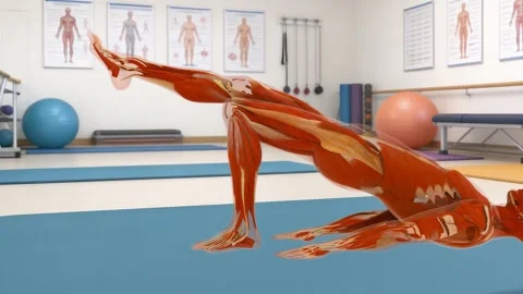 Muscular System Pelvic Elevation Stance Close Up Gym Clinic Vidéo 337476644