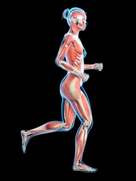Muscular system of runner, illustration Stock Illustration
