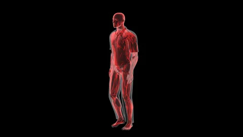 Muscular System Walking Profile View Isolated Stock-Footage 329294096