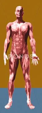 Musculature, artwork Stock Illustration