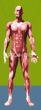 Musculature, artwork Stock Illustration