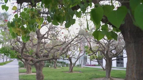 Museum Courtyard Trees Stock Footage 152536368
