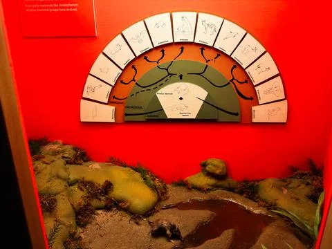 Museum diorama and illustrated evolution display of early mammals in a natu.. 库存照片
