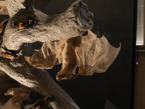 Museum display of preserved bat. Dramatic scene of nighttime bat exhibit Stock Photos