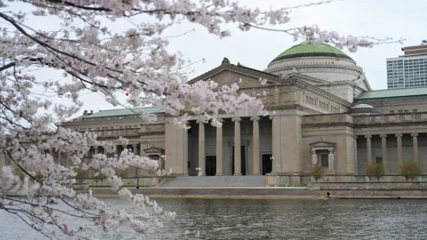 Museum of Science and Industry in Chicago with white cherry blossoms in spring. Stock Footage 334025876