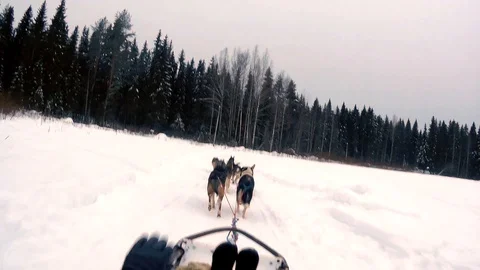 Musher riding sleigh Stock Footage 101162291