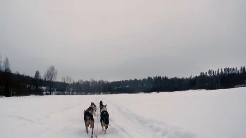 Musher riding sleigh Stock Footage 101162359