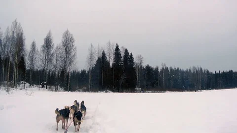 Musher riding sleigh Stock Footage 101162469
