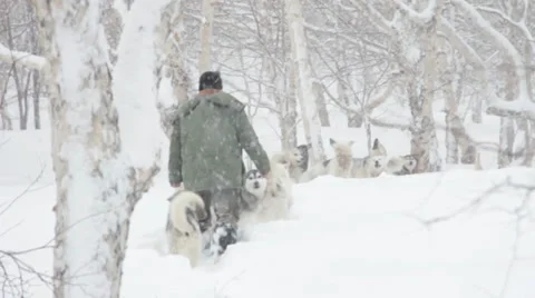 Musher in the Snow.mp4 Video stock 38693985