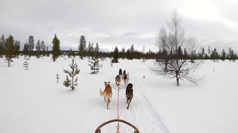 Mushing a dog sled through wilderness in deep snow at the arctic circle in Final Stock Footage 149397066