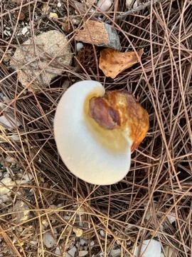 Mushroom-1 (3) Stock Photos