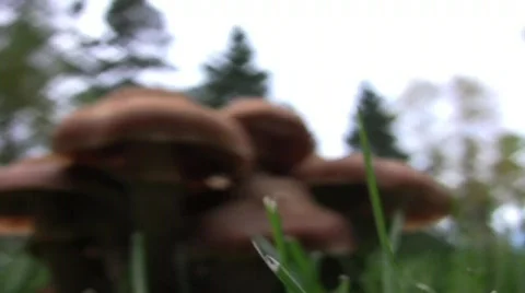 Mushroom 1 Vídeo Stock 283335
