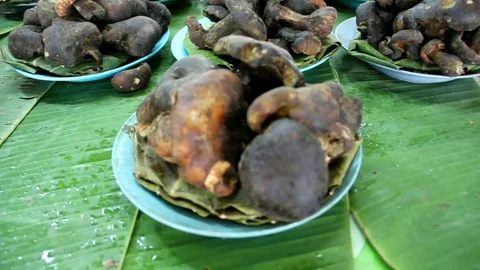 Mushroom 1 Stock Footage 79256208