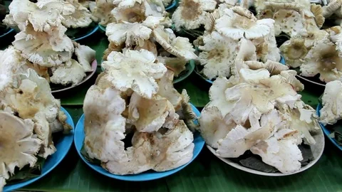 Mushroom 2 Stock Footage 79256213