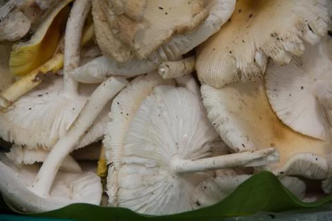 Mushroom-4 Stock Photos